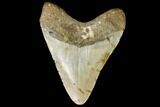 Fossil Megalodon Tooth - North Carolina #109030-2